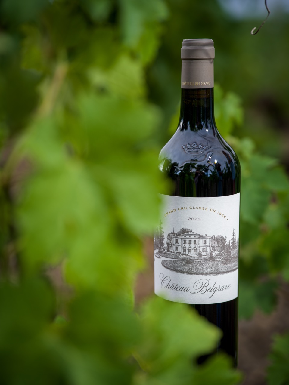 Château Belgrave - dans les vignes