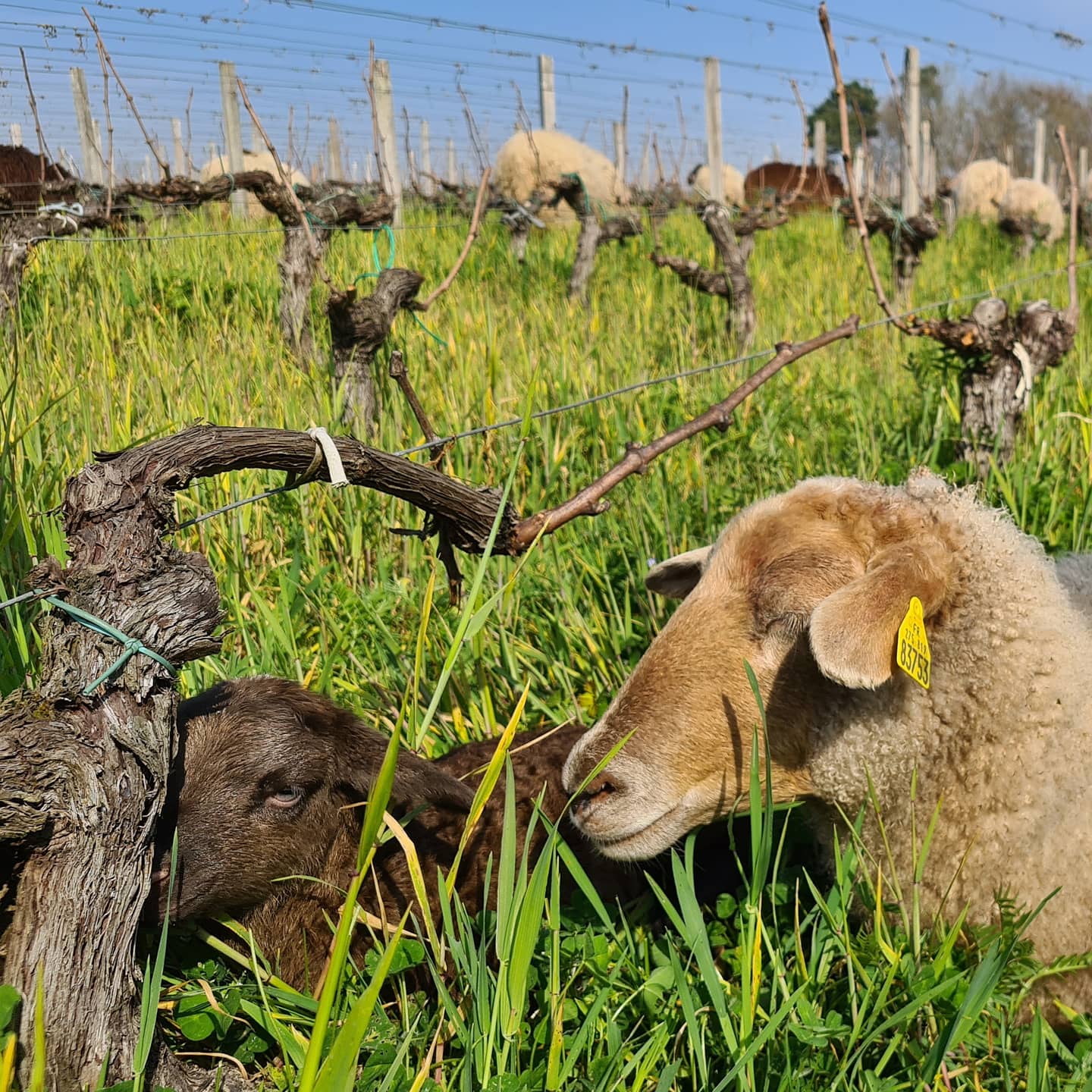 brebis au Château Belgrave